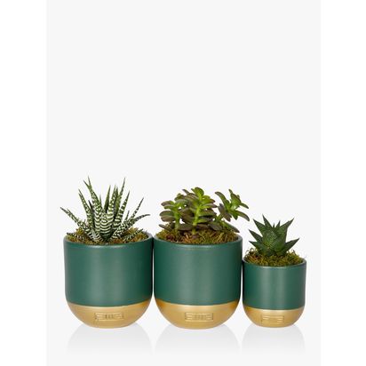 The Little Botanical Christmas Succulent Trio Set Multi | H25 x W22.50 x D8.50cm