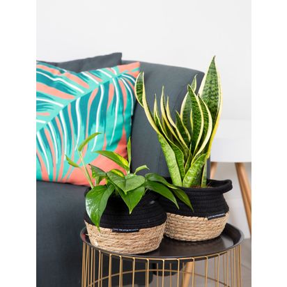 The Little Botanical Low Light Plant Basket Set Multi | H40 x W40 x D40cm