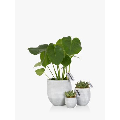 The Little Botanical Urban Jungle Plants Multi | H40 x W25 x D40cm