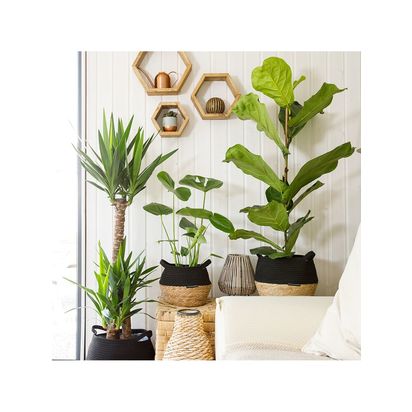 The Little Botanical Large Plants Big Spaces Gang Multi Multi