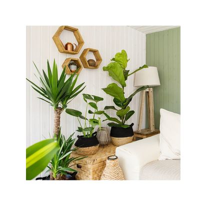 The Little Botanical Large Plants Big Spaces Gang Multi Multi