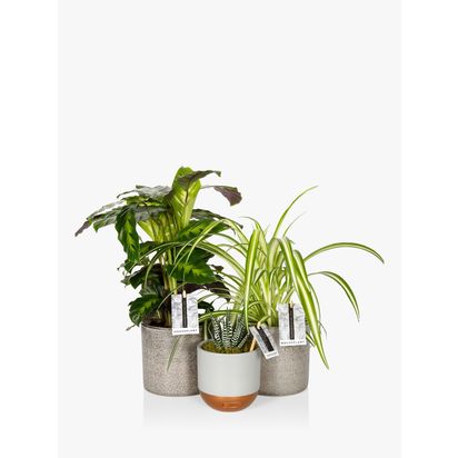 The Little Botanical Pet Lovers Plant Bundle Multi | H40 x W34.5 x D12.5cm