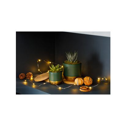 The Little Botanical Succulent Duo & Coaster Set Green | H20 x W26 x D11cm