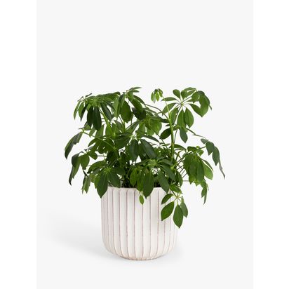 John Lewis Country Ribbed Earthenware Indoor Planter, 23cm, White White | H21 x Dia.23cm