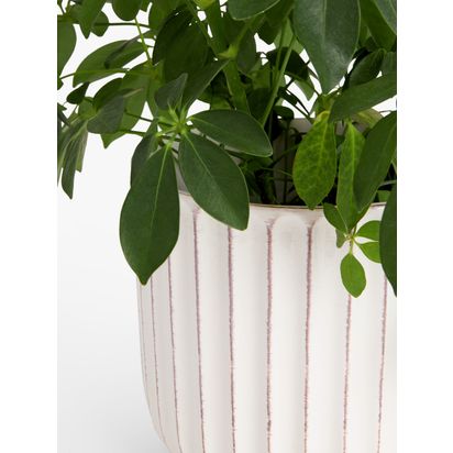 John Lewis Country Ribbed Earthenware Indoor Planter, 23cm, White White | H21 x Dia.23cm