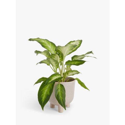 John Lewis Medium Indoor Footed Earthenware Planter, 15cm, Brown Brown | H16 x Dia.15cm