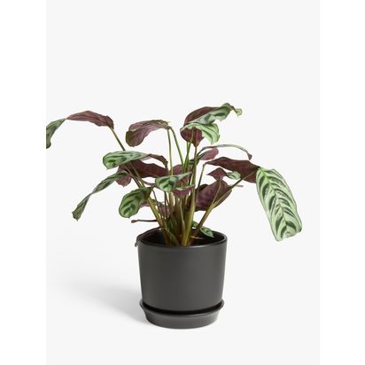 John Lewis Contemporary Glazed Stoneware Planter, 14.5cm Black | H13.5 x Dia.14.5cm