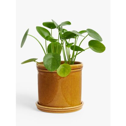John Lewis Classic Glazed Stoneware Planter, Honey Honey | H14.40 x W15 x D15cm