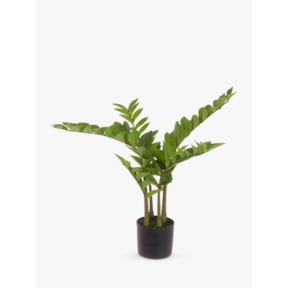 Floralsilk Artificial Zamiifolia Tree, H75cm, Green Green | H75 x W52 x D52cm