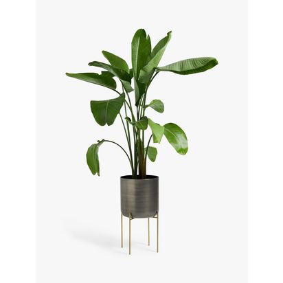 John Lewis Large Indoor Iron Planter & Stand, Grey/Brass Grey/Brass | H58 x Dia.33m