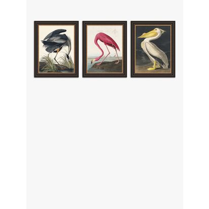 John Lewis John James Audubon Birds Framed Print, Set of 3, 47 x 37cm, Multi Multi | H47 x W37 x D2.5cm