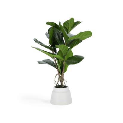 Lyrata artificial plant 60 cm