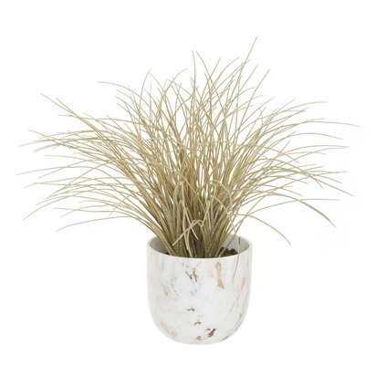 Fiori Grass Plant in a Pot