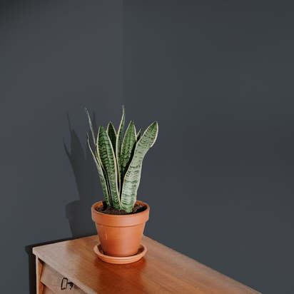 Dodie Sample - Peel & Stick