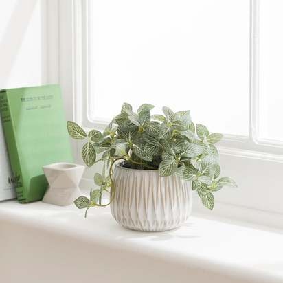 Artificial Fittonia Plant in Textured Ceramic Plant Pot