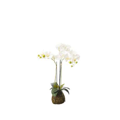 OKA | Faux Planted Phalaenopsis Orchid - Small - White | Faux Plant