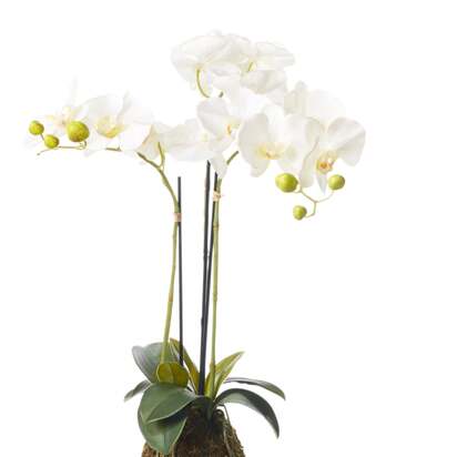 OKA | Faux Planted Phalaenopsis Orchid - Small - White | Faux Plant