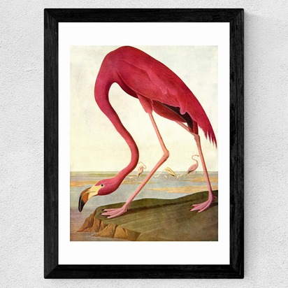Greater Flamingo by John James Audubon A1 (59.4 x 84.1cm) Frame Black Wide (35mm) 
