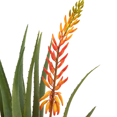 Studio Aloe Potted Plant with Orange Flower
