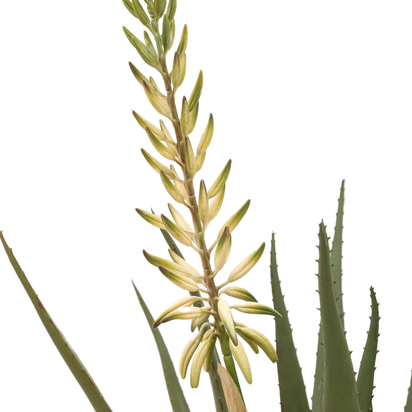Studio Aloe Potted Plant with White Flower