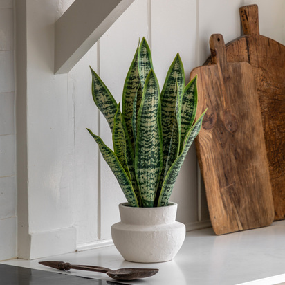 Faux Refined Snake Plant in Ceramic Pot
