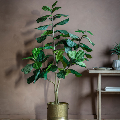 Fiddle Tree w/65 Leaves 810x810x1800mm LARGE