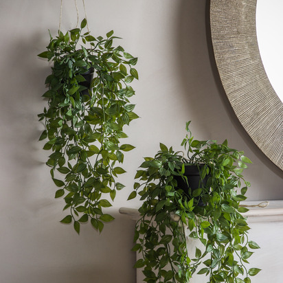 Studio Hanging Scindapsus Small 180x180x480mm  - Small
