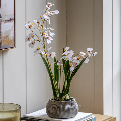Elmdale White in Low Ceramic Pot 580mm