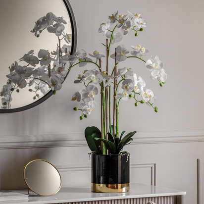 Orchid White w/Black Gold Pot 500x320x800mm