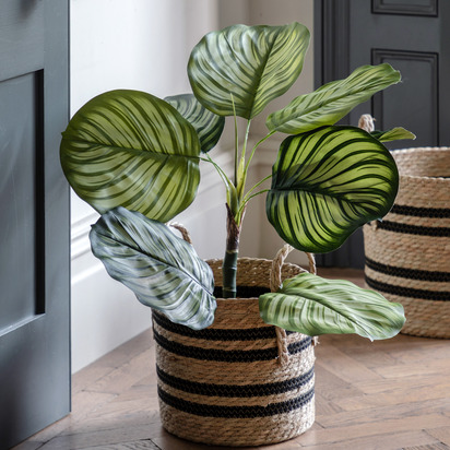 Hadley Calathea Leaf Tree 2ft  - Small