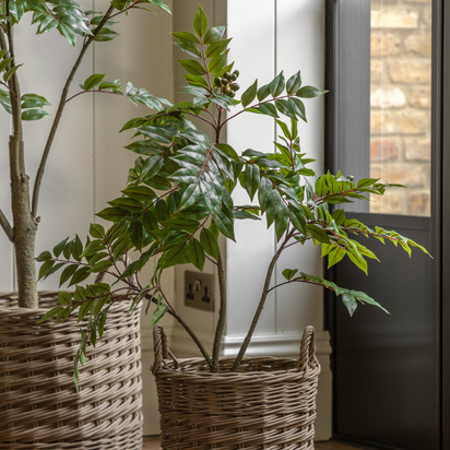 Hadley Chinese White Olive Tree 3ft  - Small