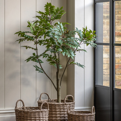 Studio Potted Chinese White Olive Tree 5ft  - Large