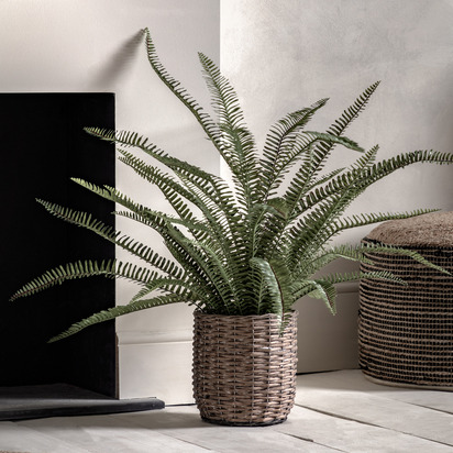 Hadley Fern Plant  - Large