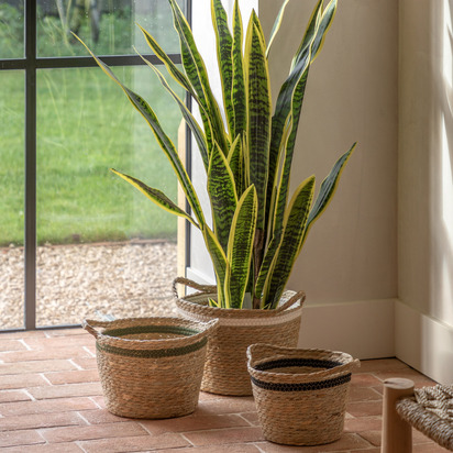 Hadley Sansevieria Plant 4ft