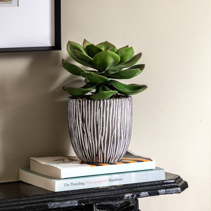 Studio Potted Succulent in Ribbed Black Ceramic Pot