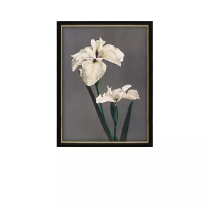 Brookpace Lascelles Ogawa Kazumasa 'Iris Kaempferi' Framed Print, 56 x 46cm, Black/Multi Black/Multi | 56 x 46cm