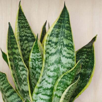 Snake House Plant in Elho Pot