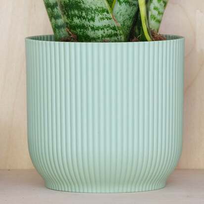 Snake House Plant in Elho Pot