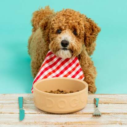 Mason Cash Set of 2 Food and Water Dog Bowls