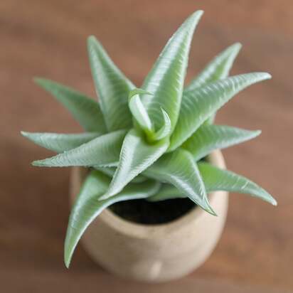 Artificial Succulent in Face Plant Pot