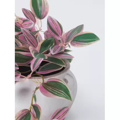 John Lewis Artificial Tradescantia Plant in Ceramic Pot, H23cm, Green Green | H23 x W25.50 x D33cm