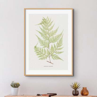 Davallia Elegans | Fern Print 10 | Vintage Botanical Art - Framed