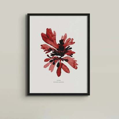 Watercolour Seaweed Print Wall Art (Dulse) - Framed