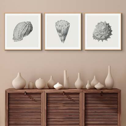 Set of Three Vintage Shell Art Prints | Seashell Art - Framed