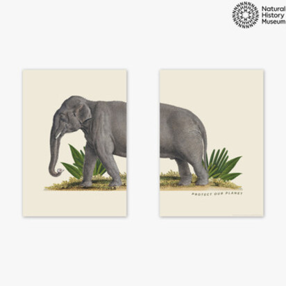 Elephant Diptych 2 x A3 (29.7 x 42cm) Frame Natural Oak Medium (22mm) 