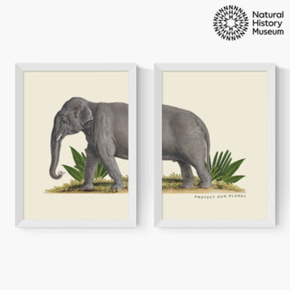 Elephant Diptych 2 x A3 (29.7 x 42cm) Frame Natural Oak Medium (22mm) 