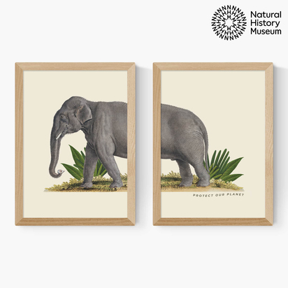 Elephant Diptych 2 x A3 (29.7 x 42cm) Frame Natural Oak Medium (22mm) 
