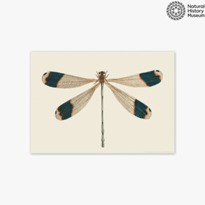 British Dragonfly A3 (29.7 x 42cm) Unframed 