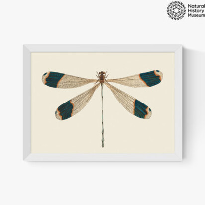 British Dragonfly A3 (29.7 x 42cm) Unframed 
