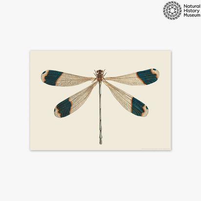 British Dragonfly A3 (29.7 x 42cm) Unframed 